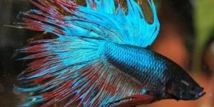Crowntail Betta Fish