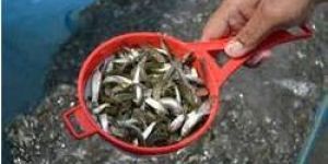 Fish Seed