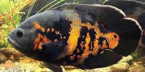 Red Tiger Oscar Fish
