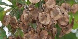 Red Sandalwood Seeds