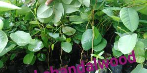 Red Sandalwood Plant