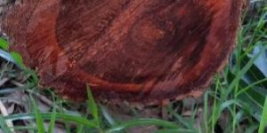 Red Sandalwood Logs