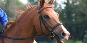 Horse Bridle