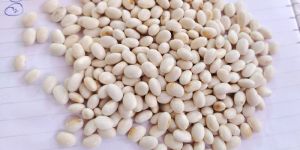 White Kidney Beans