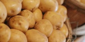 Fresh Potato