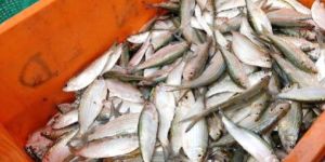 Mackerel Fish
