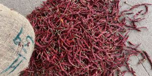 Dry Red Chillies Syngenta 5531