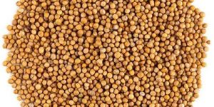 Yellow Mustard Seeds