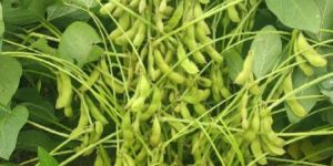 KDS-726 Certified Soybean Seeds