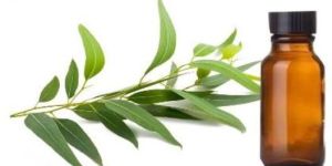 Eucalyptus Oil