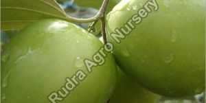 Apple Ber Plant
