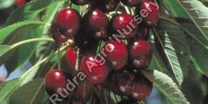 Cherry Plant