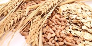 Wheat