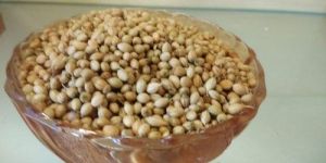 Coriander Seeds