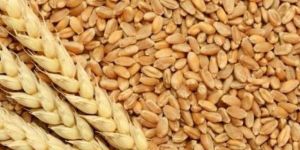 Brown Wheat Seeds