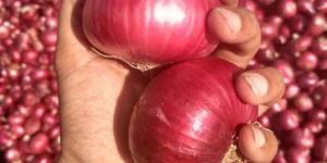 Fresh Onion