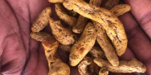 Turmeric
