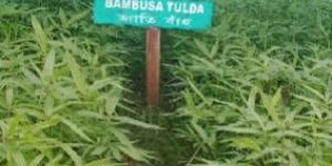 Tulda Bamboo Plant