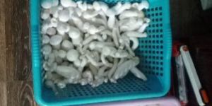 Milky White Mushroom