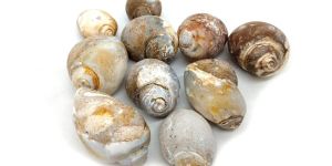 Natural Shell Rough Stone