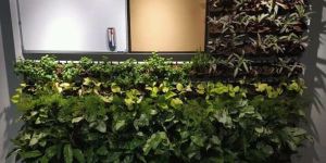 Tissue Culture Plant Services