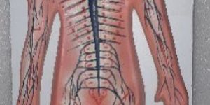 Human Nervous System Model