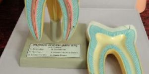 Human Teeth Model