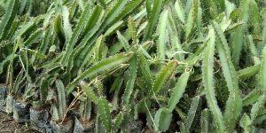 Red Dragon Fruit Plant