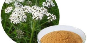 Cinnamon Extract