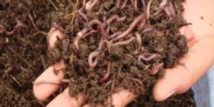 Enriched Vermicompost Manure