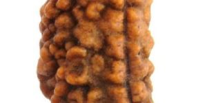 1 Mukhi Rudraksha