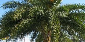 Date Palm Trees