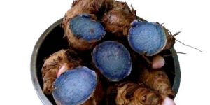 Black Turmeric