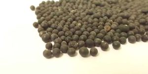 Yellow Shatavari Seeds