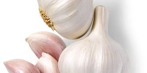 Garlic