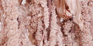 Amaranth