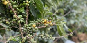 Arabica Green Coffee Beans