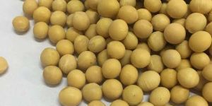Soybean Seeds