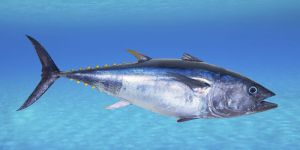 Fresh Bluefin Tuna Fish