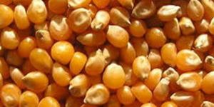 Maize Seeds