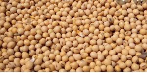 Soybean Seeds