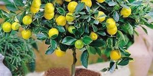 Lemon Plant
