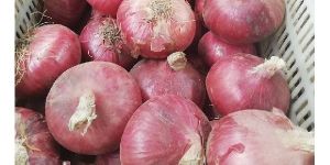 Onion