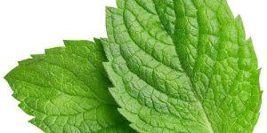 Mint Leaf