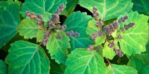 Patchouli Herb