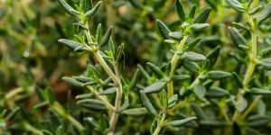 Thyme Herb