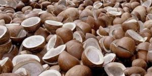 Coconut Copra