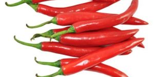 Fresh Red Chilli