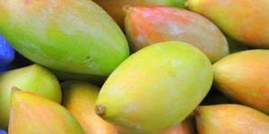 Fresh Totapuri Mango