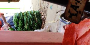 Betel Leaves